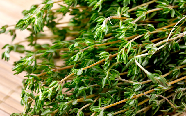 Cỏ xạ hương (Thyme)