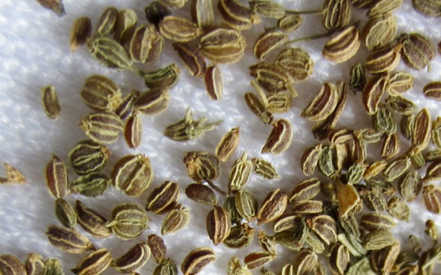 Hạt cần tây (Celery Seed)