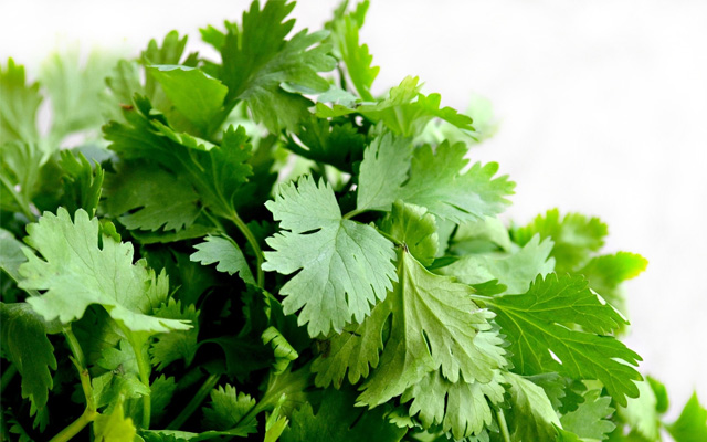 Ngò rí (Cilantro)